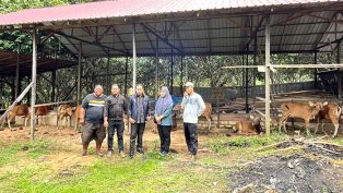 agus-aras-salurkan-bibit-sapi-ke-petani-kutiim