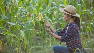 Ilustrasi jagung (foto: istimewa)