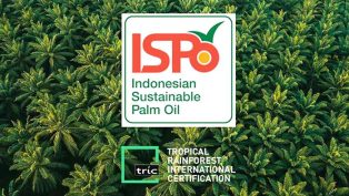 AGAR RAMAH LINGKUNGAN: Sertifikasi ISPO wajib dimiliki perusahaan kelapa sawit di Indonesia. Ini untuk pembangunan tata Kelola bisnis yang baik.