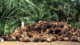 PERKEBUNAN: Komoditas kelapa sawit menunjukkan tren positif. Periode 16-30 November 2023, harga TBS mengalami peningkatan. (foto: dok. humas pemprov kaltim)