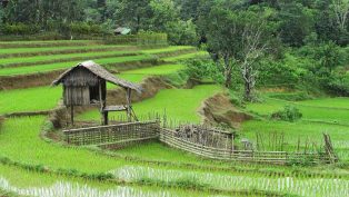 sawah